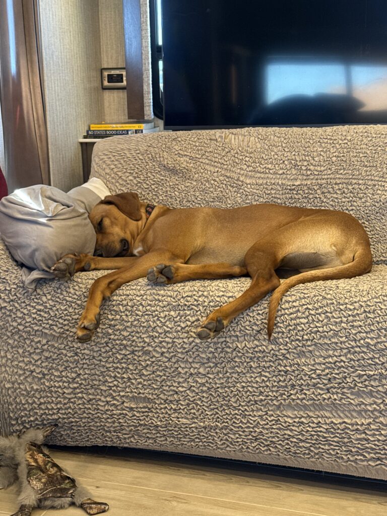 Another Busy day in the life of an RV Dog
